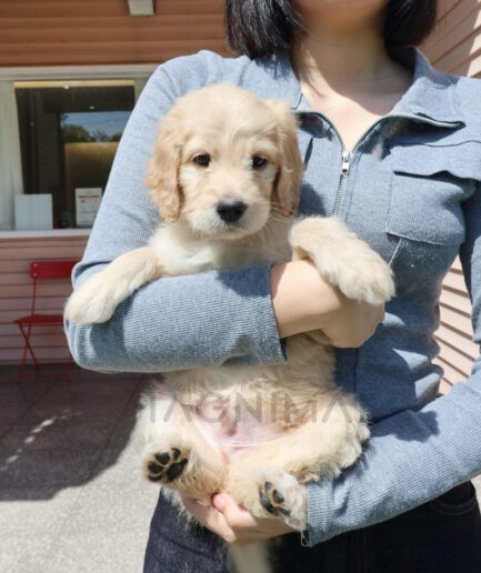 Golden puppy being gently held outdoors by a person in a light gray sweater.