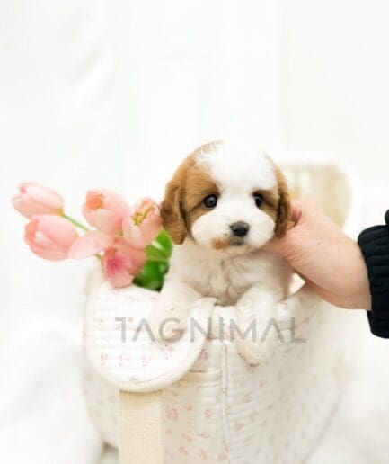 Adorable white and brown puppy sitting in a floral quilted bag with pink tulips.