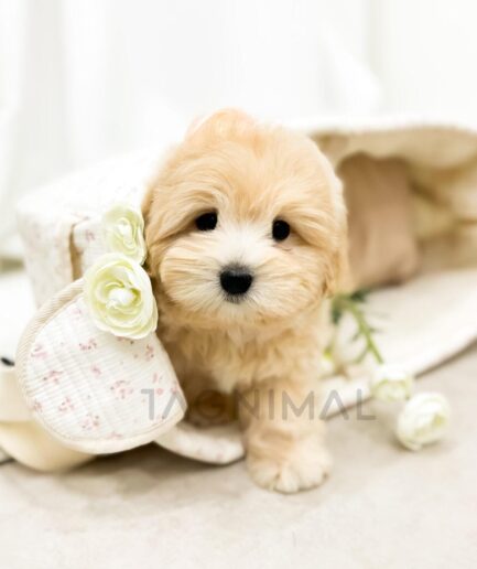 Adorable beige puppy peeking from soft floral blanket with white roses.
