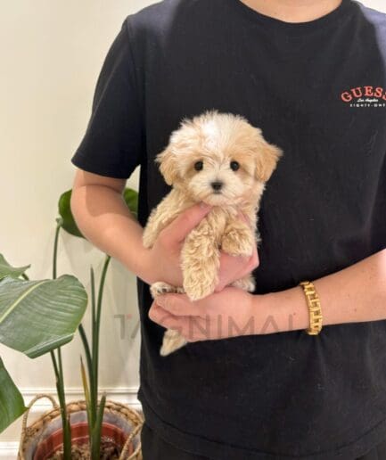 Person holding adorable fluffy cream Maltipoo puppy indoors with houseplants in background.