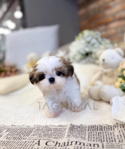 Adorable fluffy Shih Tzu puppy on a soft white blanket with flowers and cozy decor.