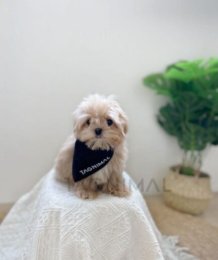 Adorable beige puppy wearing black bandana sitting on cozy textured blanket beside green houseplant.