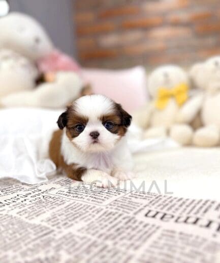 Adorable Shih Tzu puppy sitting on a cozy bed with teddy bears and soft toys.