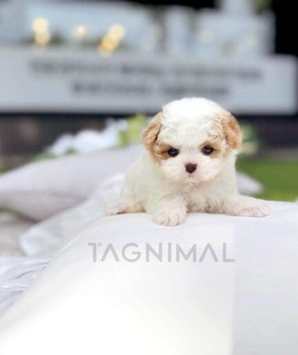Adorable fluffy white and caramel puppy sitting on a soft white cushion outdoors.