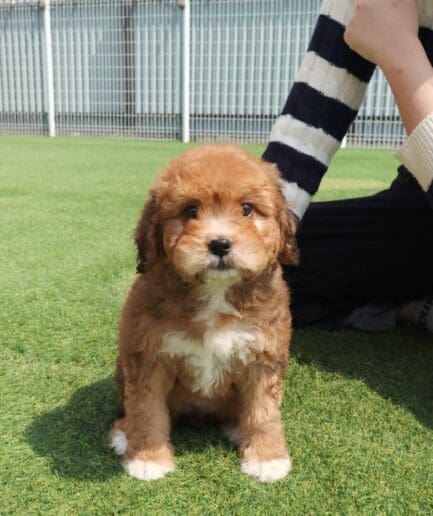 Adorable brown and white puppy sitting on green grass in a sunny outdoor park.