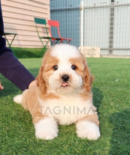Fluffy cream and tan puppy lying on green grass in a sunny backyard.