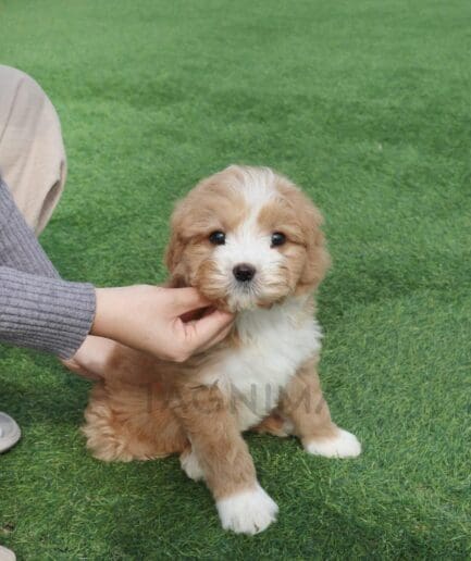 Adorable caramel puppy sitting on green grass with gentle human hand holding its chin.