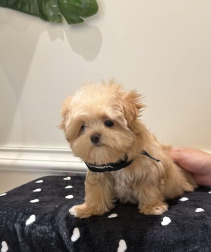 Adorable fluffy tan puppy sitting on black polka dot blanket indoors.