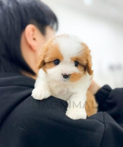 Adorable brown and white puppy cuddling on shoulder indoors.