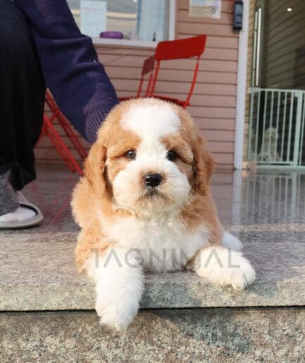 Adorable caramel and white puppy lying on stone step with sunlight and cozy home background.