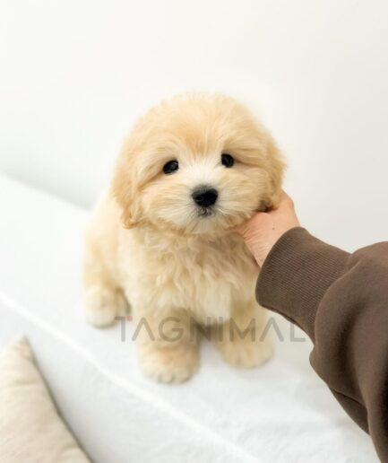 Fluffy cream puppy sitting on white bed being gently held by a person’s hand.