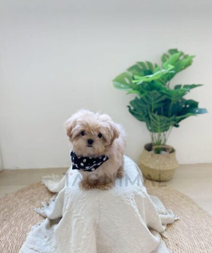 Adorable fluffy beige puppy wearing polka dot bandana on white blanket with plant background.