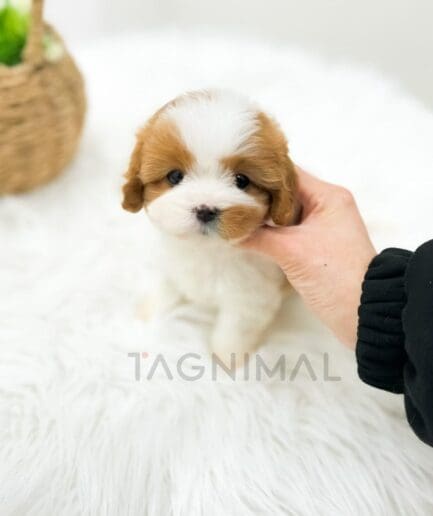 Adorable fluffy brown and white puppy sitting on soft white blanket with gentle hand holding it.