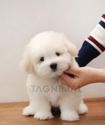 Fluffy white puppy sitting on wooden table being gently petted by a loving hand.