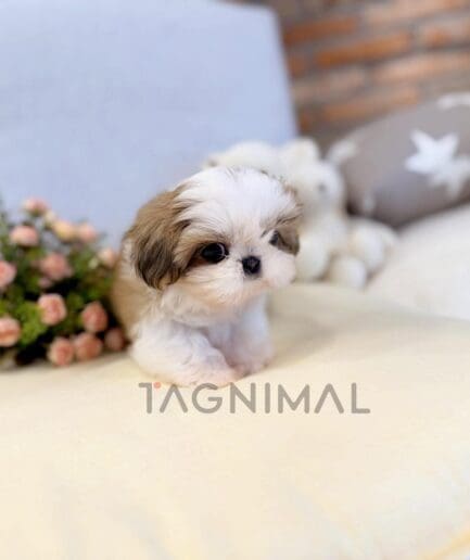 Adorable Shih Tzu puppy sitting on a cozy cream cushion with pink flowers in the background.