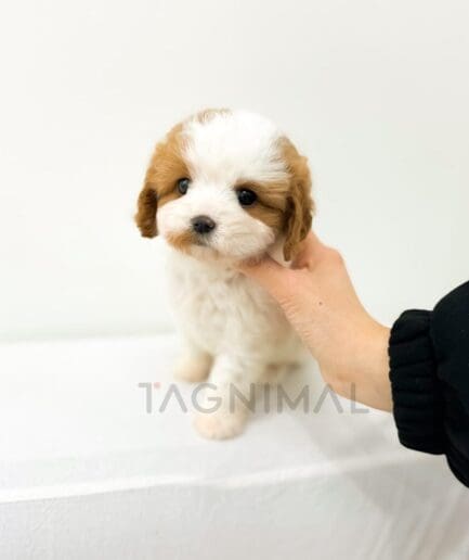 Adorable white and caramel puppy sitting on white background with gentle human hand support.
