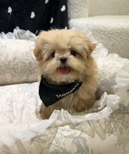 Adorable Pomeranian puppy sitting on a floral bed wearing a cute black bandana.