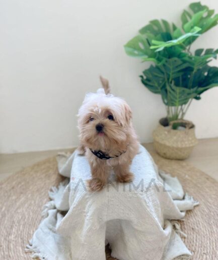 Adorable fluffy brown dog sitting on a white blanket beside a green indoor plant.