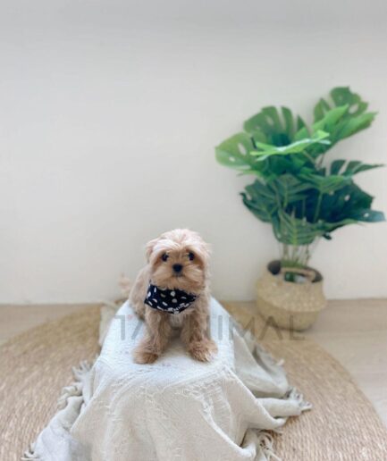 Adorable light brown Maltipoo sitting on cozy blanket beside green potted plant indoors.