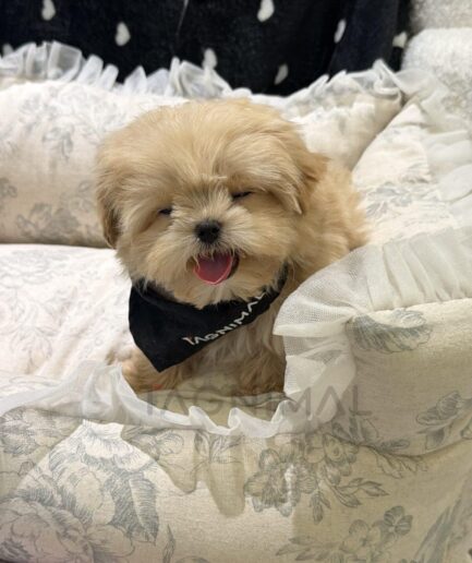 Adorable fluffy puppy sitting on a cozy floral cushion wearing a cute black bandana.