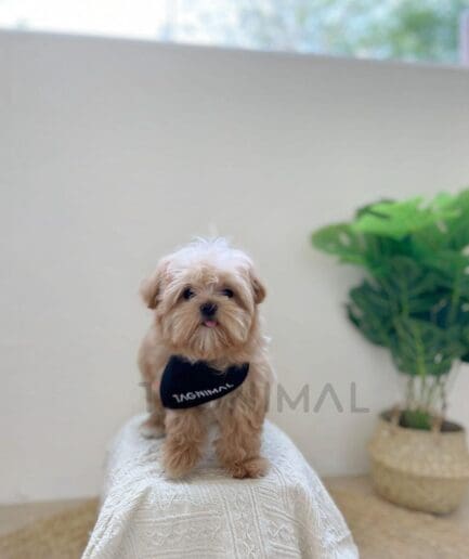 Fluffy small dog wearing black bandana sitting on soft white blanket indoors.
