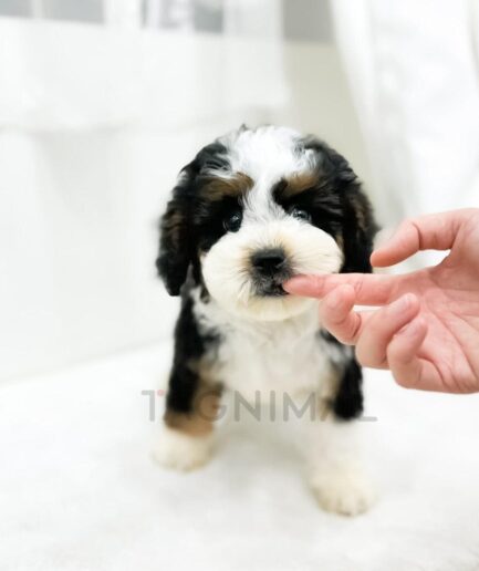 Adorable tricolor puppy playfully nibbling a human finger on a soft white background.