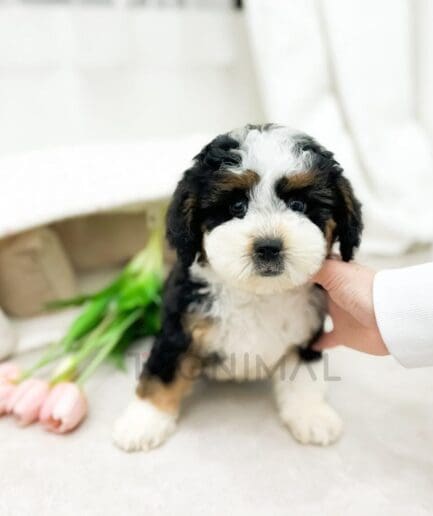 Adorable tricolor puppy sitting indoors with soft fur, tulips, and cozy background.