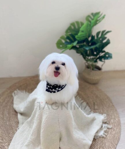 Adorable white Maltese dog sitting on cozy blanket with polka dot bandana and plant decor.