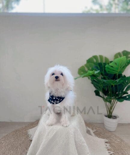 Elegant Maltese dog sitting on cozy fabric with indoor plant background.