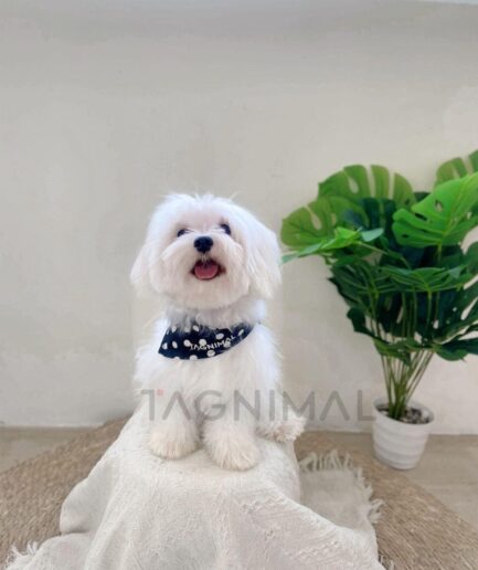 Adorable white Maltese dog wearing blue polka dot bandana sitting on a lace blanket.