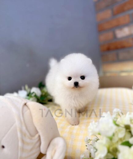 Fluffy white Pomeranian puppy standing on a cozy yellow checkered surface with flowers and toy.
