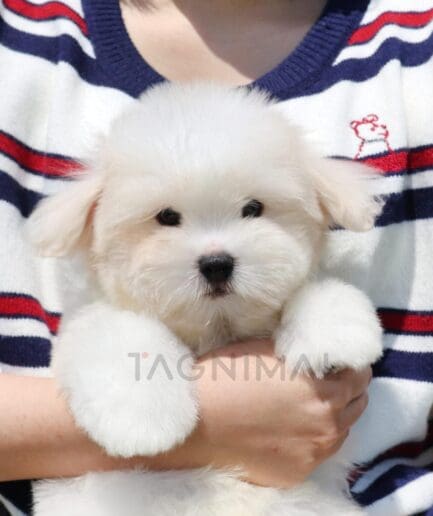 Fluffy white puppy being held lovingly in human arms in soft natural light.