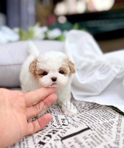 Adorable white Maltipoo puppy sniffing a human hand indoors.