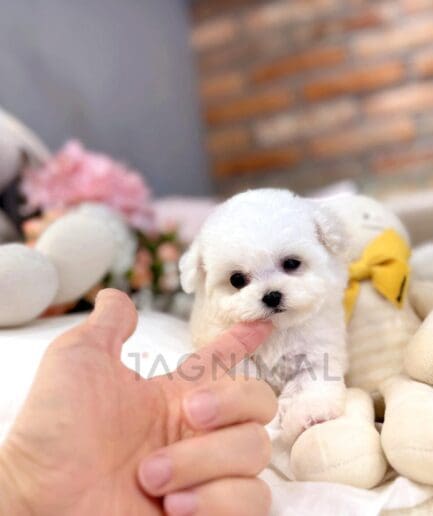 Adorable white Maltese puppy gently nibbling a person’s finger indoors with soft toys background.