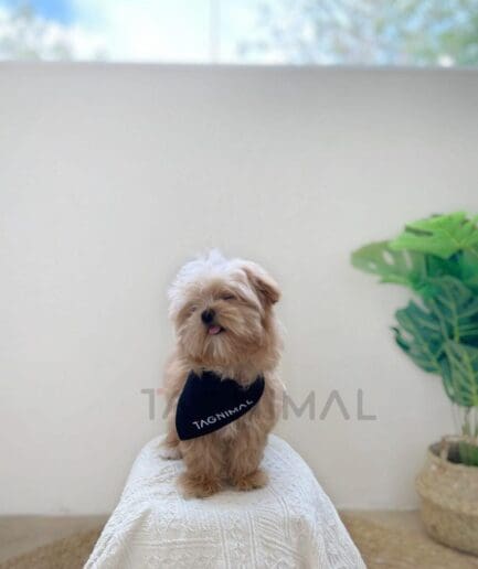 Adorable fluffy dog sitting on white blanket beside green monstera plant in bright cozy room.