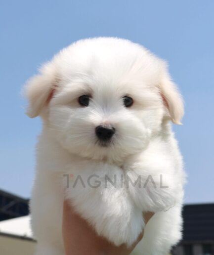 Adorable fluffy white puppy held against a bright blue sky on a sunny day.