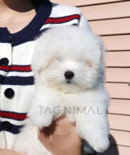 Cute fluffy white puppy being cuddled in arms on a sunny day.