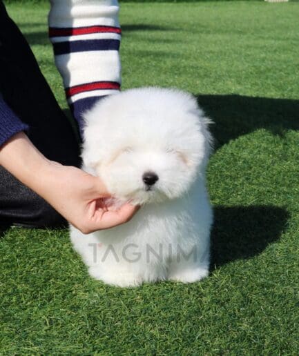 Fluffy white puppy sitting on green grass with a gentle hand holding it softly.