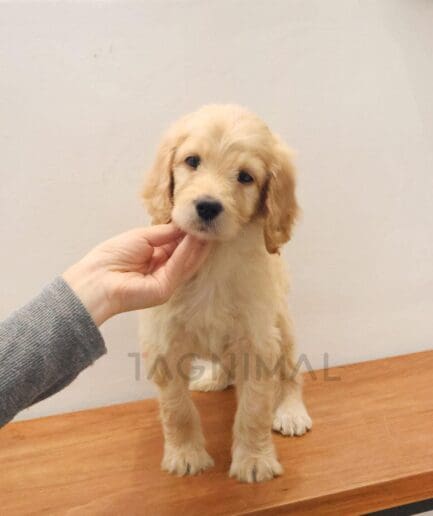Adorable golden puppy on wooden surface being gently held and looking at the camera.