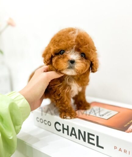 Cute fluffy brown puppy posing on Chanel book with perfume bottle and minimal white background.