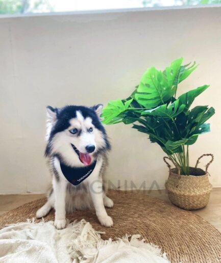 Siberian Husky sitting on a woven mat indoors with plant and cozy home decor.