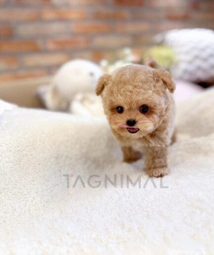 Adorable tiny brown teacup poodle puppy standing on a soft white blanket indoors.