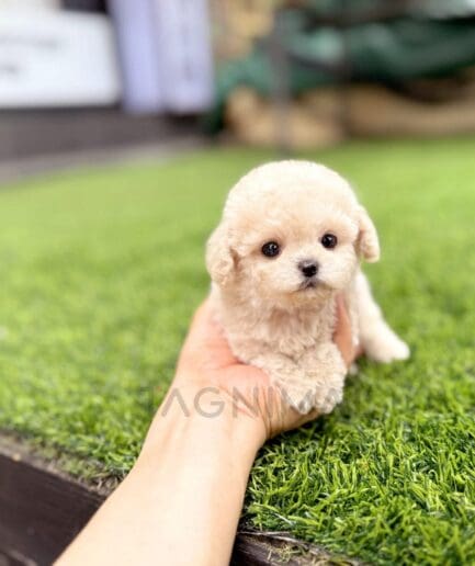Adorable cream-colored puppy sitting on a hand over green artificial grass.