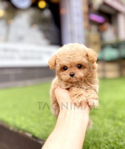 Adorable tiny caramel puppy resting on a person’s hand outdoors.