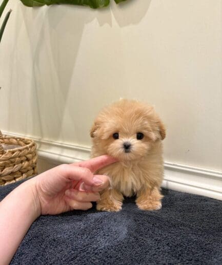 Adorable fluffy golden puppy sitting on soft gray towel with gentle human hand touching its chin.