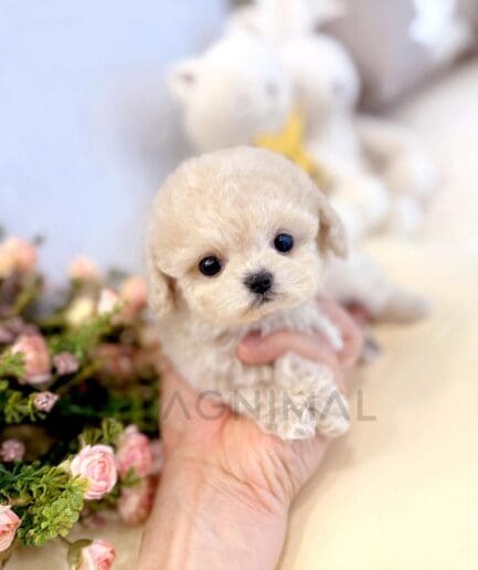 Tiny cream poodle puppy held gently by hand with soft pink flowers in background.