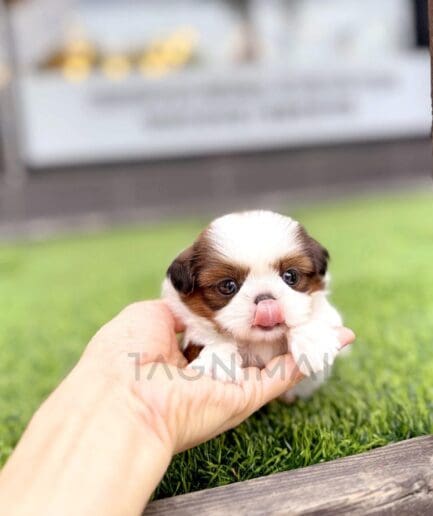Adorable tiny Shih Tzu puppy resting in a gentle human hand on green grass.