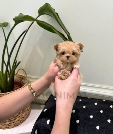 Adorable tiny golden puppy held gently in hands with cozy home background.