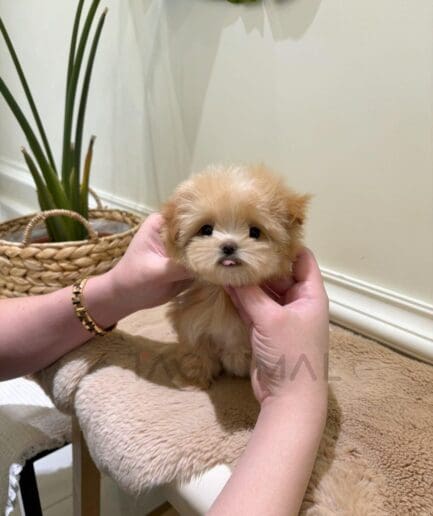 Adorable tiny fluffy tan puppy being gently held on a cozy beige surface.