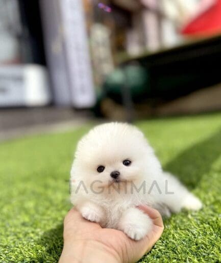 Adorable fluffy white Pomeranian puppy resting on green artificial grass.